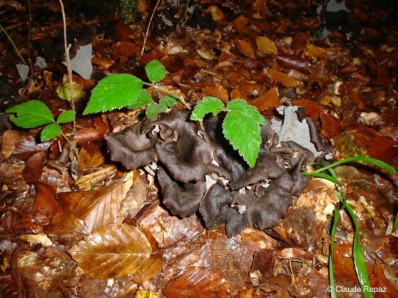 121_Trompette de la mort ou corne d'abondance fin octobre