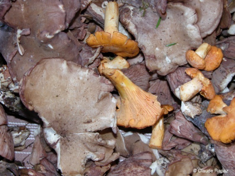 36_Chanterelle - Girolle -violette mi-juillet