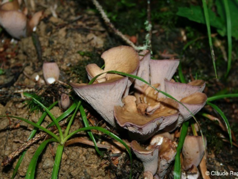 48_Chanterelle violette début août