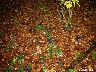 120_Trompette de la mort ou corne d'abondance fin octobre