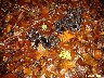 122_Trompette de la mort ou corne d'abondance fin octobre
