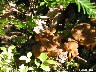 125_Chanterelles en tube - craterelle - chanterelle d'automne mi-septembre