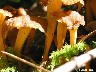 126_Chanterelles en tube - craterelle - chanterelle d'automne mi-septembre