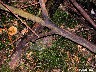 137_Chanterelles en tube - craterelle - chanterelle d'automne début octobre