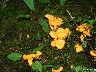 45_Chanterelle - Girolle début août