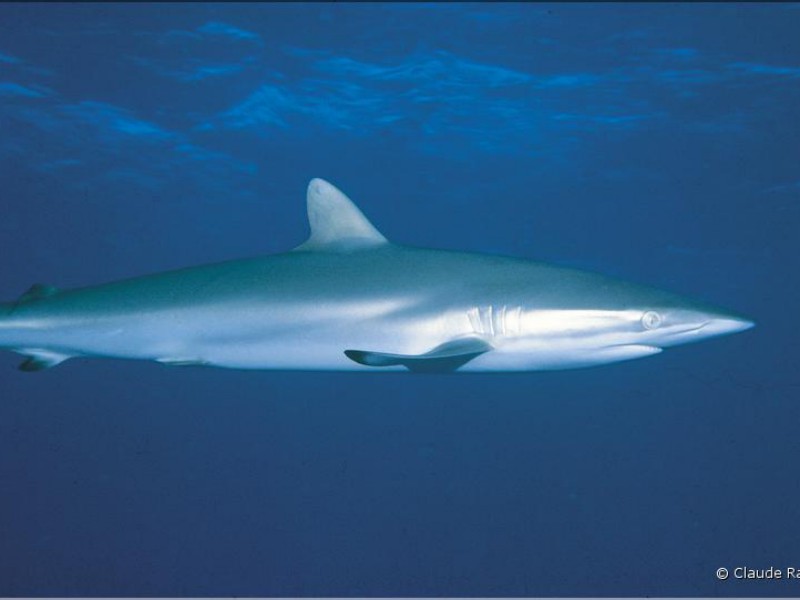 17 Requins Bahamas décembre 1985