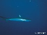 12 Requins Bahamas décembre 1985