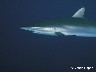 14 Requins Bahamas décembre 1985