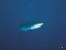 18 requins Bahamas décembre 1985