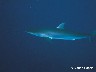 8 Requins Bahamas décembre 1985