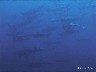6 Requins Marteau - Océan Indien - Tanzanie janvier 2000