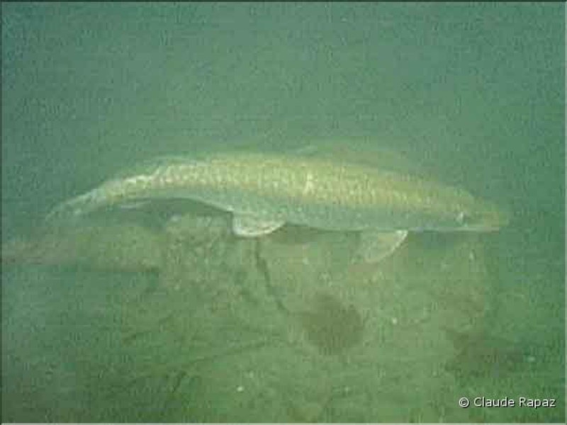 10 Brochet - Lac Léman - sous les quais de Vevey décembre 2001