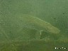 12 Brochet - Lac Léman - sous les quais de Vevey décembre 2001